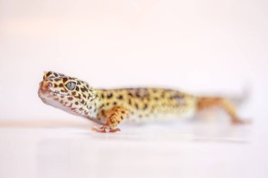 Sarı leopar kertenkele stüdyosu beyaza ateş etti