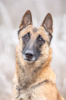 Belçika çobanı - Malinois, soğuk kış doğasında itaatkar bir köpeğin portresi