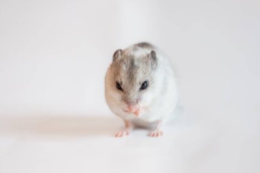 Çin çizgili hamster (Cricetulus barabensis) - bir stüdyoda kendini tımar eden cüce hamster.