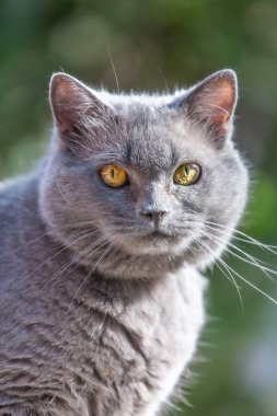 İngiliz kısa saçlı melez kedi dışarıda, geçmişi bulanık.