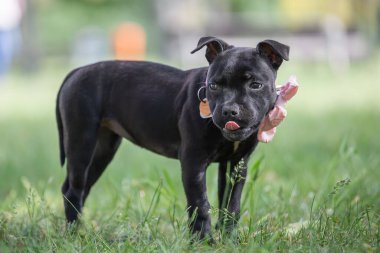 Staffordshire Boğa Teriyeri Pembe bir yayla parkta duran siyah köpek yavrusu