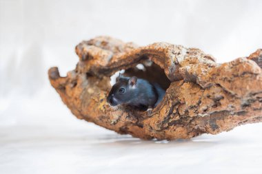 Siyah kemirgen, beyaz arka planda stüdyo fotoğrafı.