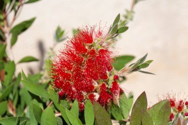 Callistemon Specosus - bir dalda açan kırmızı çiçek