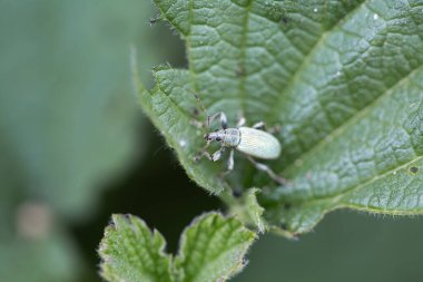 Yeşil tuval üzerinde metalik böcek (Phyllobius argentatus)