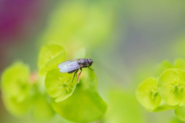 Yeşil Rüya Tarlasında Yanardöner Sinek