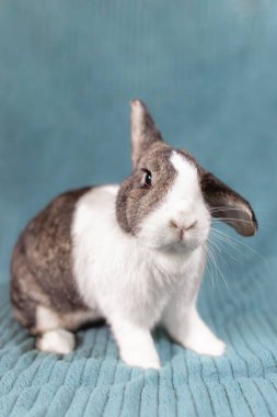 Şirin Kahverengi ve Beyaz Hollanda Tavşanı Mavi Battaniyede Oturuyor