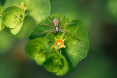 Philodromidae Spider on Green Leaf with Yellow Flower, Macro Wildlife Fotoğrafçılık