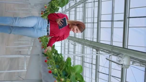 亚洲女企业家以快乐的心情检查草莓种植 研究农场温室中的数码平板电脑 女性农业检测草莓 小企业概念 — 图库视频影像
