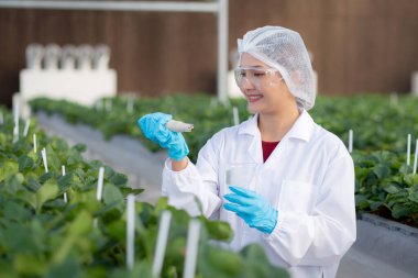 Genç Asyalı kadın, çilek yetiştirmek için su kalitesini çiftlik sera laboratuvarında araştırma yapmak için mutluluk ile kontrol ediyor. Çileği tarımla inceleyen kadın, küçük işletme konsepti..