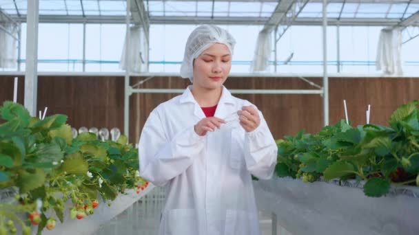 Gözlüklü Genç Asyalı Kadın Portresi Çilek Ekimi Çiftlik Laboratuarı Mutluluğu — Stok video