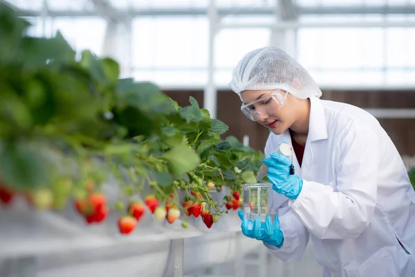 stock image Young asian woman check water quality for cultivation strawberry with happiness for research in farm greenhouse laboratory, female examining strawberry with agriculture, small business concept.