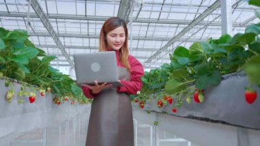 Girişimci genç Asyalı kadın çiftlik serasında dizüstü bilgisayarla araştırma yapmak için çilek ekmeyi kontrol ediyor. Çileği tarımla inceleyen kadın, küçük işletme konsepti..