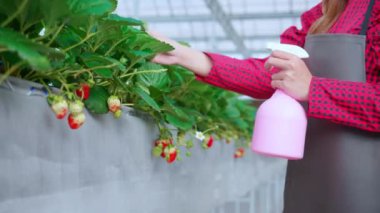 Kapalı eller girişimci genç Asyalı kadın ayakta duruyor ve seradaki çilek bitkilerini suluyor, yetiştirme bahçıvanlığı, hasat için tarım yapan kadın, küçük iş kavramı.