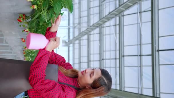 Όμορφη Επιχειρηματίας Νεαρή Ασιατική Γυναίκα Στέκεται Και Πότισμα Φράουλας Φυτά — Αρχείο Βίντεο