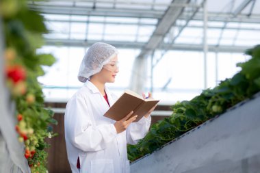 Genç Asyalı kadın çileği araştırma ve yazma mutluluğuyla tarımsal sera laboratuvarında kontrol ediyor. Çileği tarımla inceleyen kadın, küçük işletme konsepti..