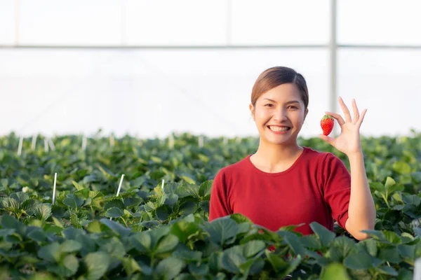 Lycka Porträtt Entreprenör Ung Asiatisk Kvinna Leende Och Hålla Jordgubbar — Stockfoto