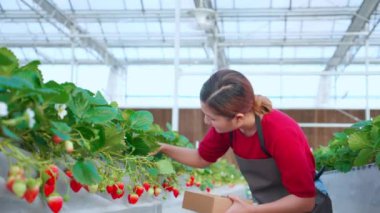 Serada çilek toplayan genç Asyalı güzel bir kadın, kutuda olgun çilek hasadı ya da çiftlikte mutlu bir paket, tarım ve tarım, küçük işletme konsepti..