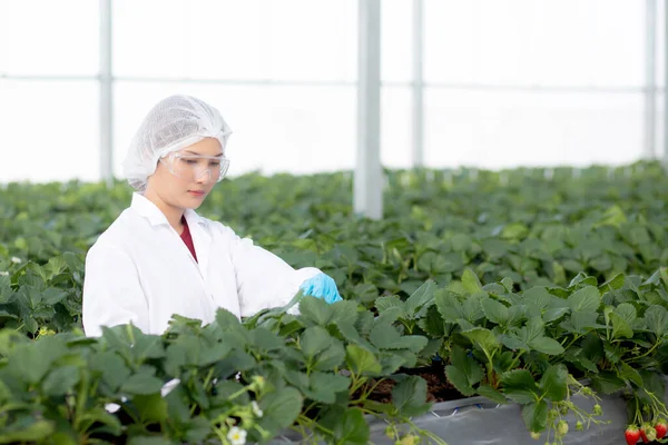 stock image Young asian woman check cultivation strawberry with happiness for research in farm greenhouse laboratory, female examining growing strawberry fresh with agriculture, small business concept.