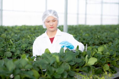 Genç Asyalı kadın tarımsal çileği tarımsal sera laboratuvarında araştırma yapmak için mutlulukla kontrol ediyor. Kadın tarımla birlikte taze çilek yetiştiriyor. Küçük işletme kavramı..