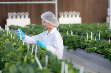 Genç Asyalı kadın, çilek yetiştirmek için su kalitesini çiftlik sera laboratuvarında araştırma yapmak için mutluluk ile kontrol ediyor. Çileği tarımla inceleyen kadın, küçük işletme konsepti..