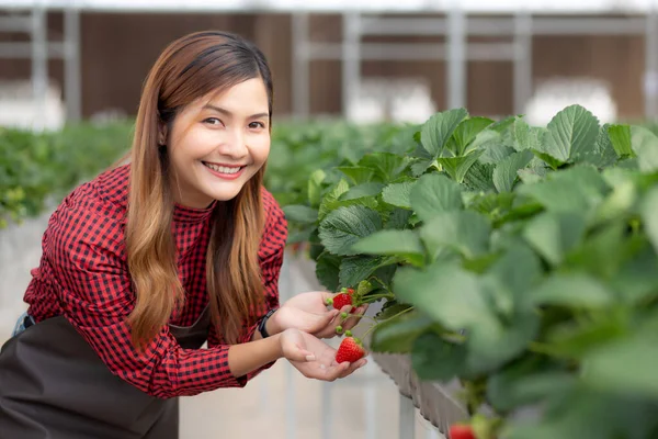 Portrét Podnikatel Krásná Mladá Asijská Žena Kontrola Jahody Kultivací Štěstím — Stock fotografie