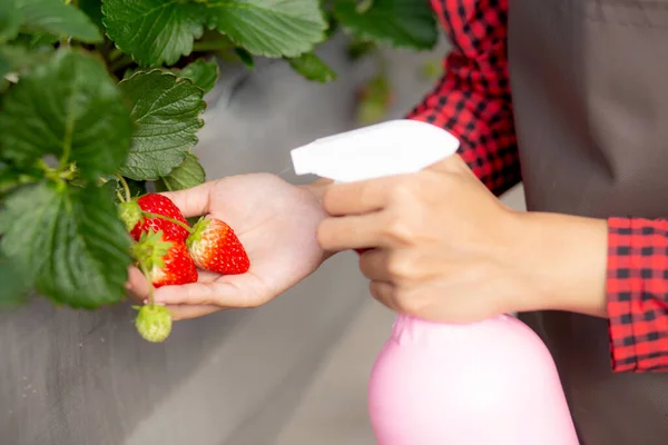 Closeup Hands Entrepreneur Young Asian Woman Standing Watering Strawberry Plants — Stock Photo, Image