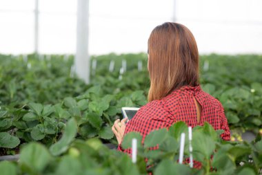 Girişimci genç Asyalı kadın tarım çileğini tarımsal serada dijital tabletle araştırma için mutluluk ile kontrol et, çileği tarımla inceleyen kadın, küçük işletme konsepti.