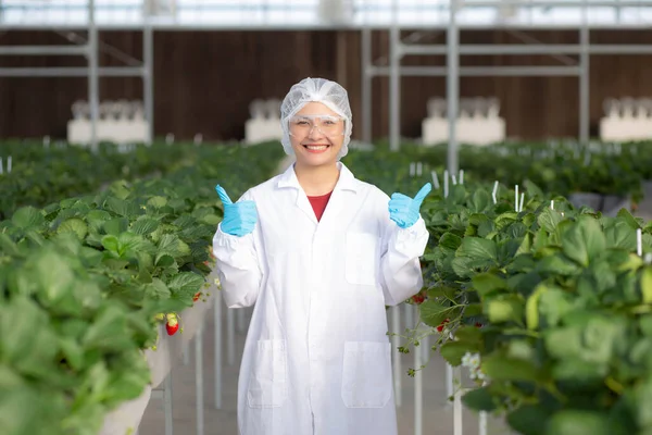 Gözlüklü genç Asyalı kadın portresi mutlulukla çilek yetiştiriyor ve çiftlik laboratuarına gülümsüyor. Gururla ve tarımla uğraşan girişimci kadın, küçük işletme kavramı..