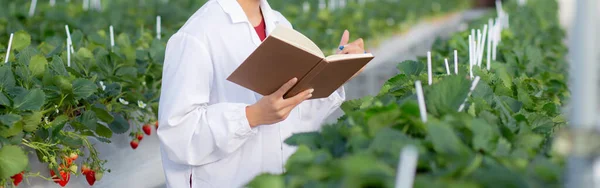 Junge Asiatische Frau Checkt Erdbeeranbau Mit Glück Für Forschung Und — Stockfoto