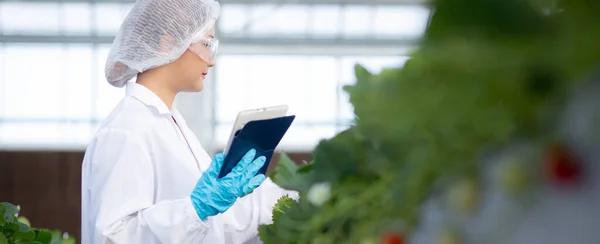 stock image Young asian woman check cultivation strawberry with happiness for research with digital tablet in farm greenhouse laboratory, female examining strawberry with agriculture, small business concept.