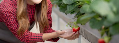 Portre girişimcisi genç Asyalı güzel bir kadın çileği çiftlik serasında mutlulukla, kadın hasat çileği ve tarımla, bir kişi, küçük işletme konseptiyle kontrol ediyor..
