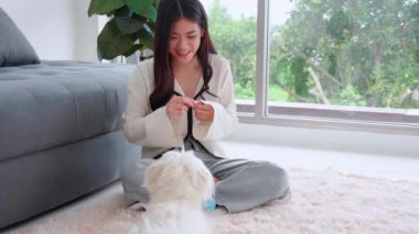 Genç Asyalı kadın pofuduk köpek shih tzu ile oynaşıyor. Evdeki aşkla rahatlamak için. Arkadaşlarla arkadaşlık, kadın ve hayvan dostluğu, dişi ve köpek yavrusu dostu..