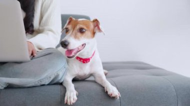 Güzel genç Asyalı bir kadın dizüstü bilgisayarla internetten internete evdeki yoldaş köpekle rahat bir şekilde oturuyor, evcil hayvan ve yaşam tarzı konseptiyle meşgul olan bir kadın..