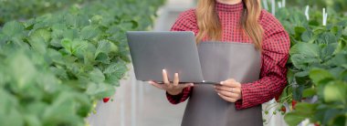 Girişimci genç Asyalı kadın çiftlik serasında dizüstü bilgisayarla araştırma yapmak için çilek ekmeyi kontrol ediyor. Çileği tarımla inceleyen kadın, küçük işletme konsepti..