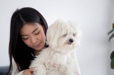 Genç Asyalı kadın tüylü köpek shih tzu ile birlikte oturma odasında aşk taşıyor, arkadaşlarının arkadaşı, oynaşan bir kadın ve rahatlamak için hayvanla sarılıyor, dişi ve köpek yavrusu dostu..