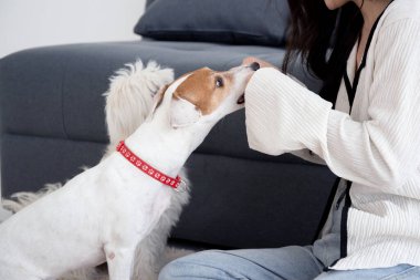 Genç Asyalı kadın pofuduk köpek shih tzu ile oynaşıyor. Evdeki aşkla rahatlamak için. Arkadaşlarla arkadaşlık, kadın ve hayvan dostluğu, dişi ve köpek yavrusu dostu..