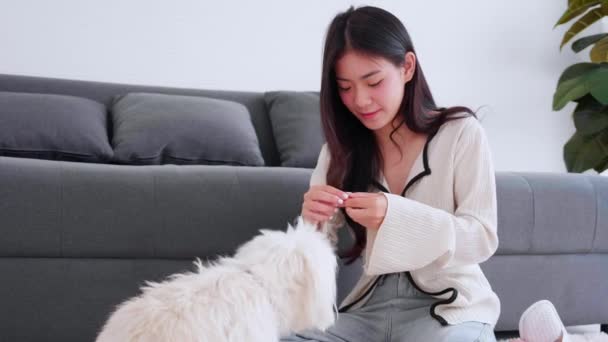 Junge Asiatische Frau Verspielt Mit Flauschigem Hund Shih Tzu Zum — Stockvideo