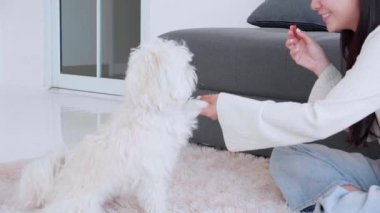 Yakın çekim, köpek shih tzu ile oynaşan Asyalı genç bir kadın. Evdeki aşkla rahatlamak için. Arkadaşlarla arkadaşlık, kadın ve hayvan dostluğu, dişi ve köpek yavrusu dostu..