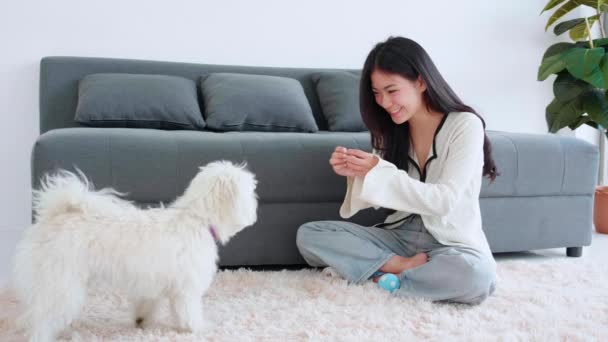 Genç Asyalı Kadın Pofuduk Köpek Shih Tzu Ile Oynaşıyor Evdeki — Stok video