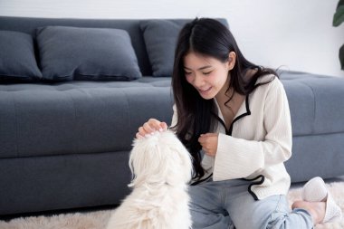 Genç Asyalı kadın pofuduk köpek shih tzu ile oynaşıyor. Evdeki aşkla rahatlamak için. Arkadaşlarla arkadaşlık, kadın ve hayvan dostluğu, dişi ve köpek yavrusu dostu..