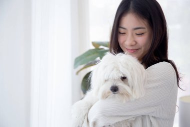 Tüylü köpek Shih Tzu ile birlikte evde duran Asyalı genç bir kadın aşk dolu bir oturma odasında, arkadaşlarıyla oynaşan, oynaşan bir kadın ve rahatlamak için hayvanla sarılan, dişi ve köpek yavrusu dostu..