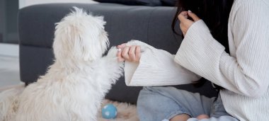 Genç Asyalı kadın pofuduk köpek shih tzu ile oynaşıyor. Evdeki aşkla rahatlamak için. Arkadaşlarla arkadaşlık, kadın ve hayvan dostluğu, dişi ve köpek yavrusu dostu..