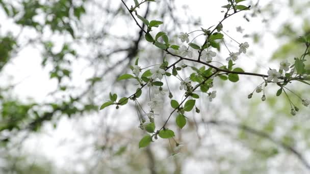 Közelkép Makró Videó Felvétel Tavaszi Cseresznye Ágak Zöld Levelek Fehér — Stock videók