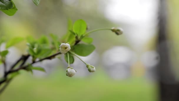 緑の葉と白い息をのむような美しい花を持つ春の桜の枝のマクロビデオ映像を閉じます 夏天然墨え — ストック動画