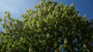 Taze yeşil kestanenin bereketli tacı. Rüzgarın hafif rüzgarları, açmakta olan at kestane ağacının dallarını sallıyor. Yeşil yaprakların arasında Aesculus Hippocastanum 'un beyaz mumları.