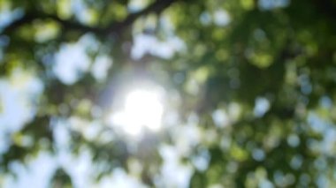 Güzel doğal yeşil ışığı bokeh arka plan. Akçaağaç arka plan ışığı sunflares ve güneş ışınları ile günbatımı rahat parlayan güneşin içinde bulanık taze yaz yeşillik