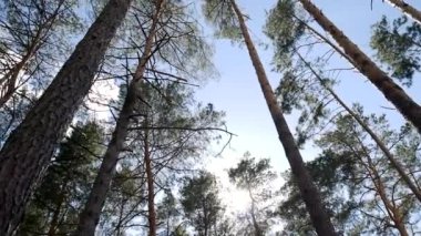 Bir çam ormanında ağaçların arasından bir güneş ışığı parlıyor. Dipteki görüntü, kamera hareketi. Gün batımında, bulutlu mavi gökyüzüne karşı ormandaki güzel yaz manzarası.