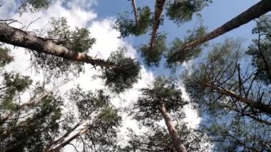 Ormandaki uzun çam ağaçları bulutlu güzel mavi gökyüzünün arka planına karşı, tepeden tırnağa görüntü, kameranın bir pınara doğru hareketi. Ormandaki güzel yaz manzarası