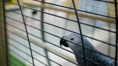 Yakın çekim, güzel renkli papağan grisi evcil hayvan dükkanında ya da hayvanat bahçesinde bir kafeste oturuyor. Psittacus erithacus