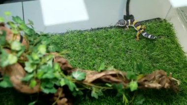 Renkli pençeli bir kertenkelenin evcil hayvan dükkanında ya da hayvanat bahçesinde cam teraryumun etrafında hareket ettiğini gösteren yakın çekim görüntüleri. Vahşi Montanus Leoparı Gecko.